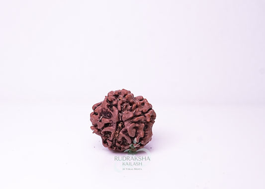 1 Mukhi Nepali Rudraksha - 0101