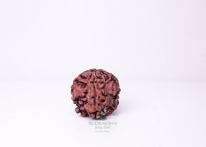 1 Mukhi Nepali Rudraksha - 0101
