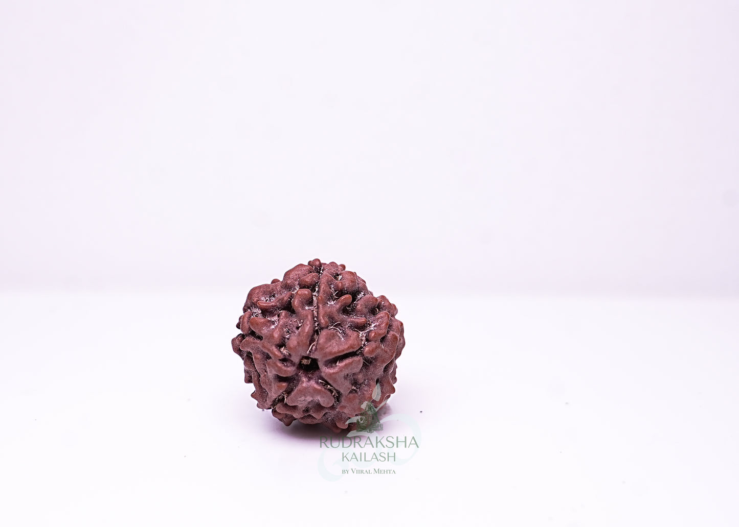 1 Mukhi Nepali Rudraksha - 0102