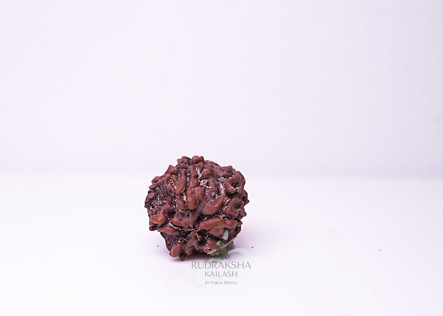 1 Mukhi Nepali Rudraksha - 0102