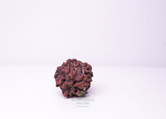 1 Mukhi Nepali Rudraksha - 0102