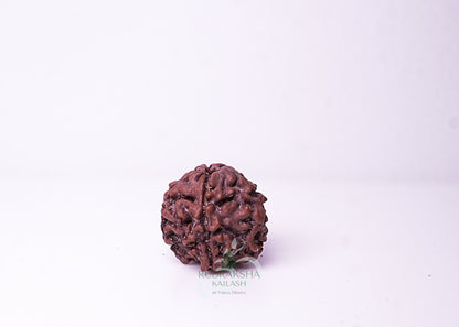 1 Mukhi Nepali Rudraksha - 0102