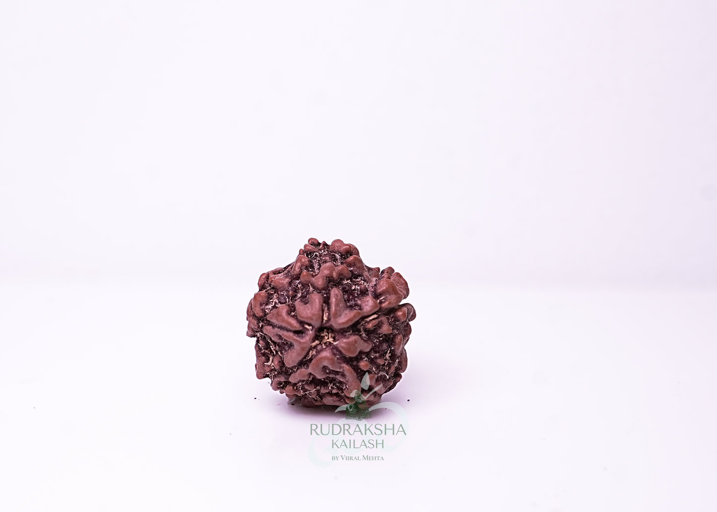 1 Mukhi Nepali Rudraksha - 0103