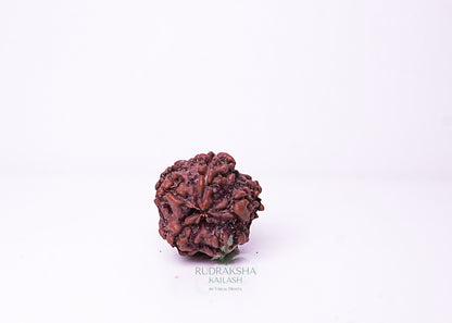 1 Mukhi Nepali Rudraksha - 0103