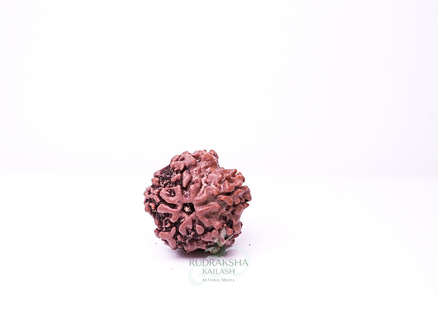 1 Mukhi Nepali Rudraksha - 0104