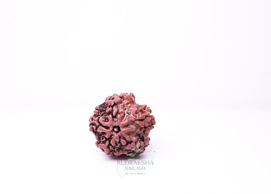 1 Mukhi Nepali Rudraksha - 0104