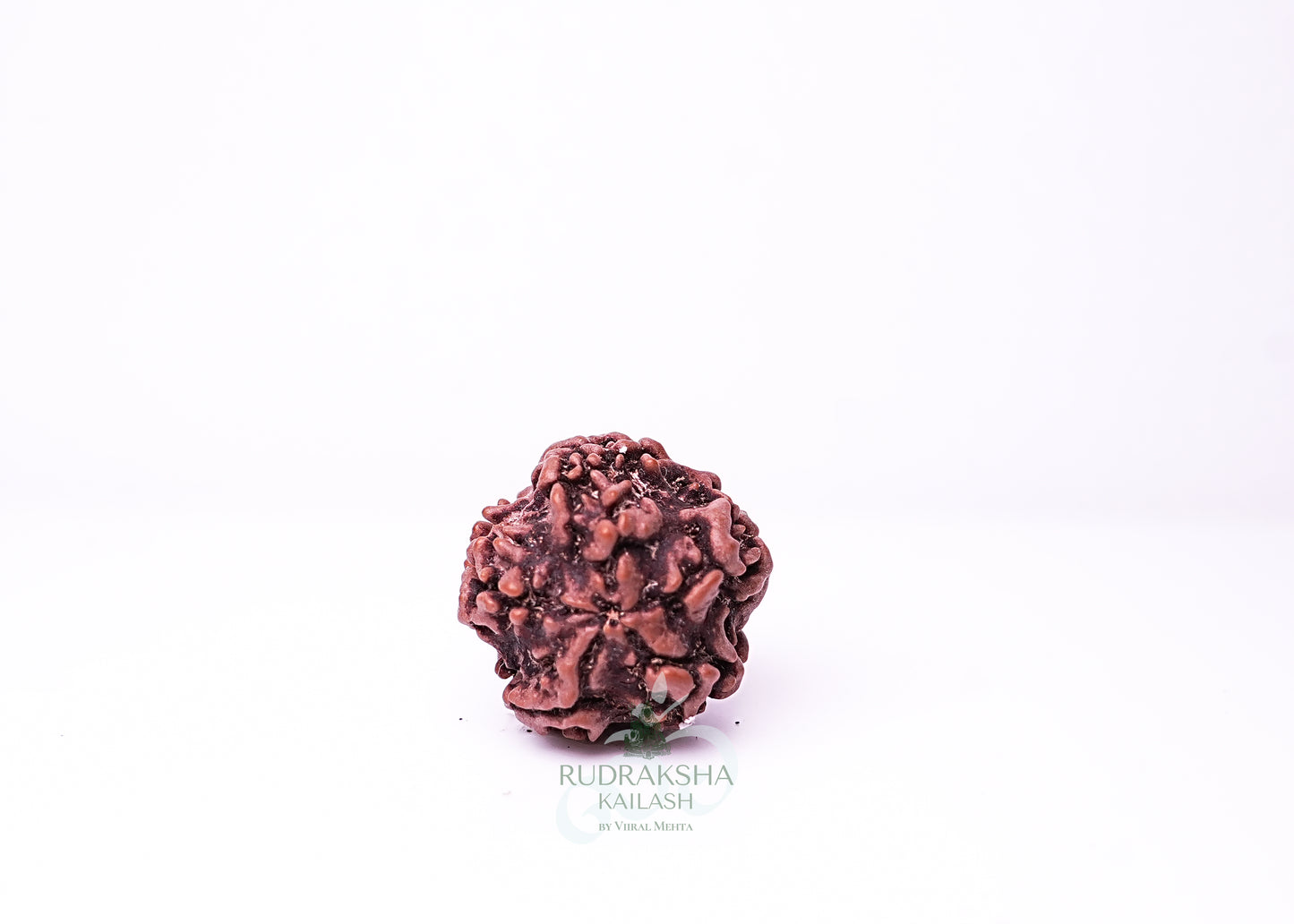 1 Mukhi Nepali Rudraksha - 0104