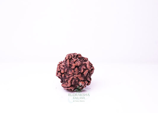 1 Mukhi Nepali Rudraksha - 0104