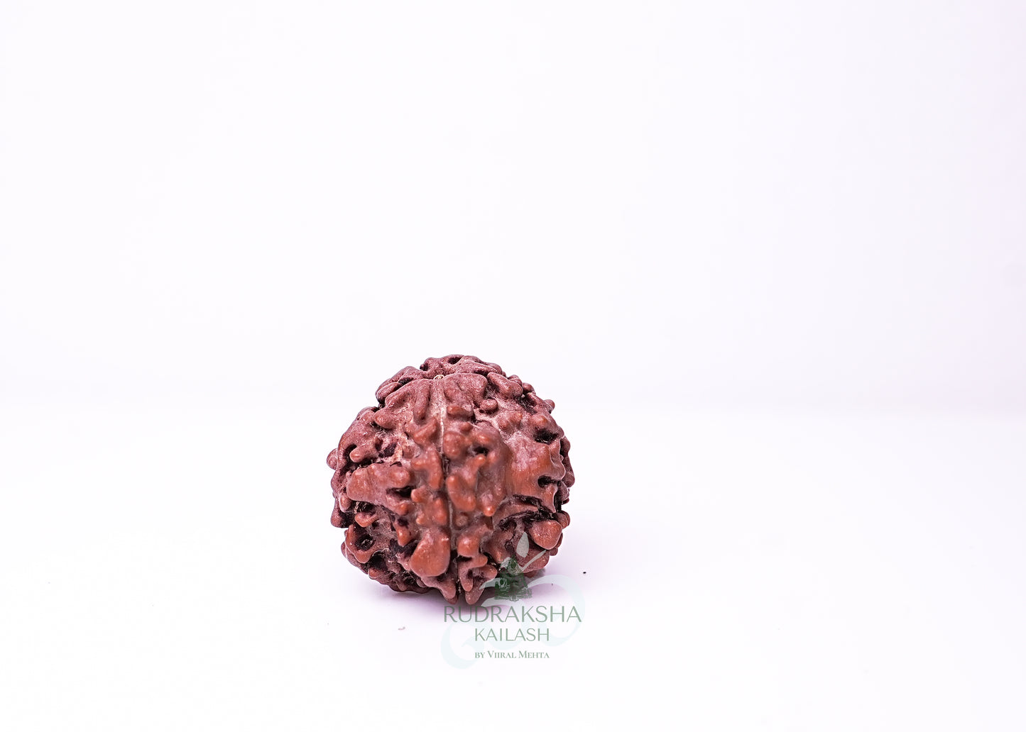 1 Mukhi Nepali Rudraksha - 0104