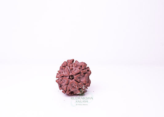 1 Mukhi Nepali Rudraksha - 0105