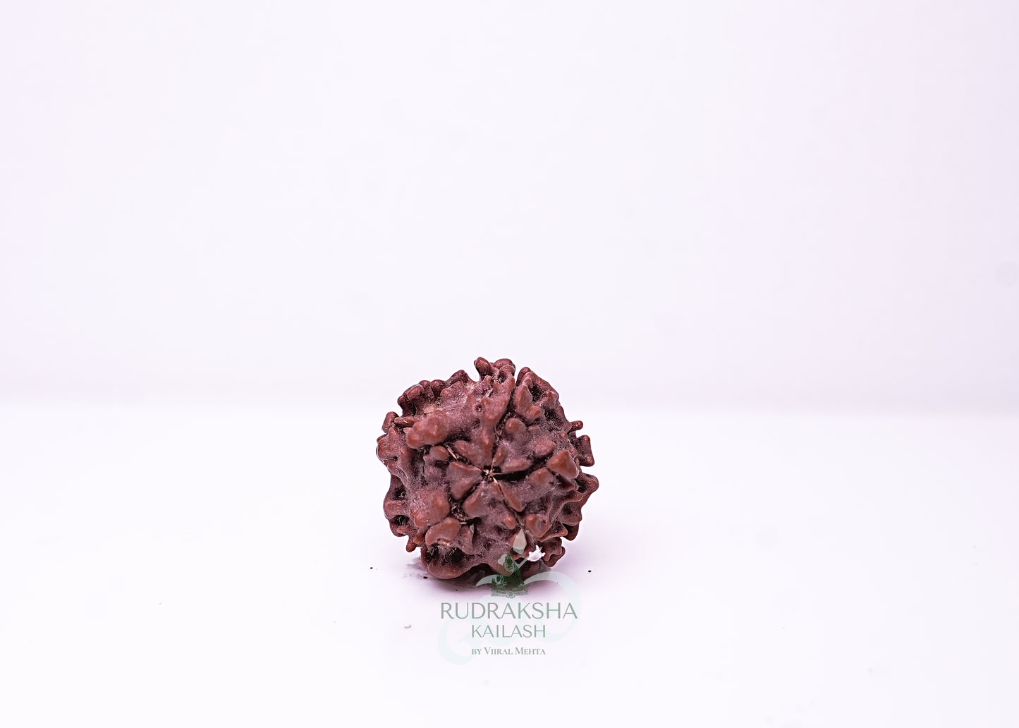 1 Mukhi Nepali Rudraksha - 0105