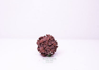 1 Mukhi Nepali Rudraksha - 0105
