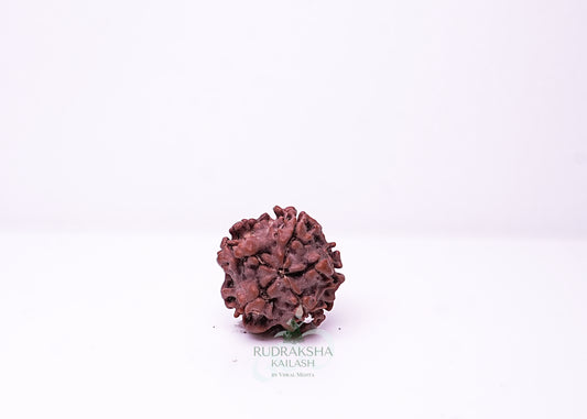 1 Mukhi Nepali Rudraksha - 0105