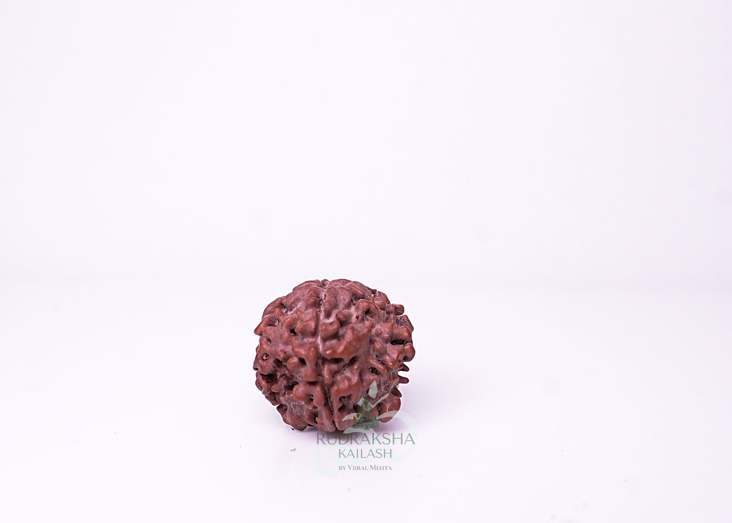 1 Mukhi Nepali Rudraksha - 0105