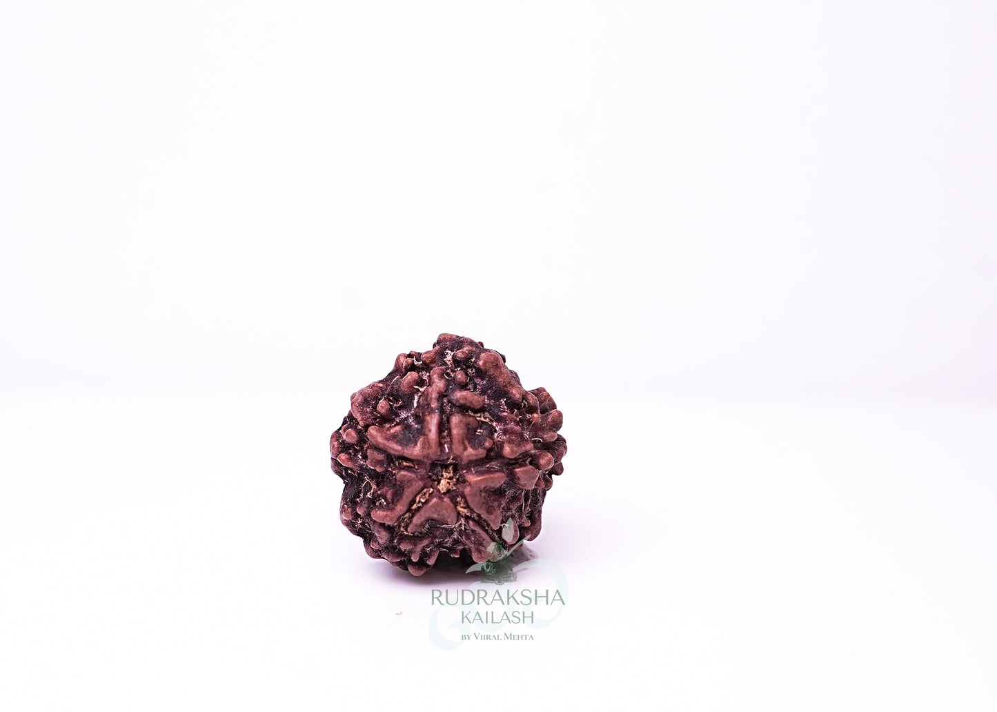 1 Mukhi Nepali Rudraksha - 0106