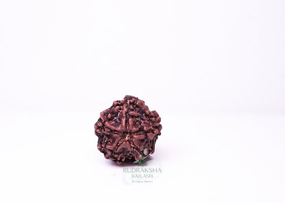 1 Mukhi Nepali Rudraksha - 0106