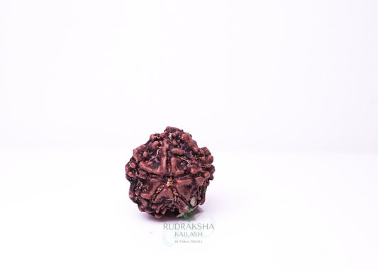 1 Mukhi Nepali Rudraksha - 0106