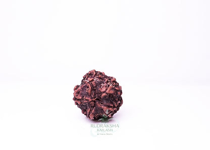 1 Mukhi Nepali Rudraksha - 0106