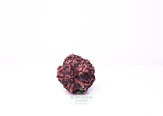 1 Mukhi Nepali Rudraksha - 0106