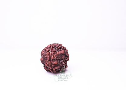 1 Mukhi Nepali Rudraksha - 0106