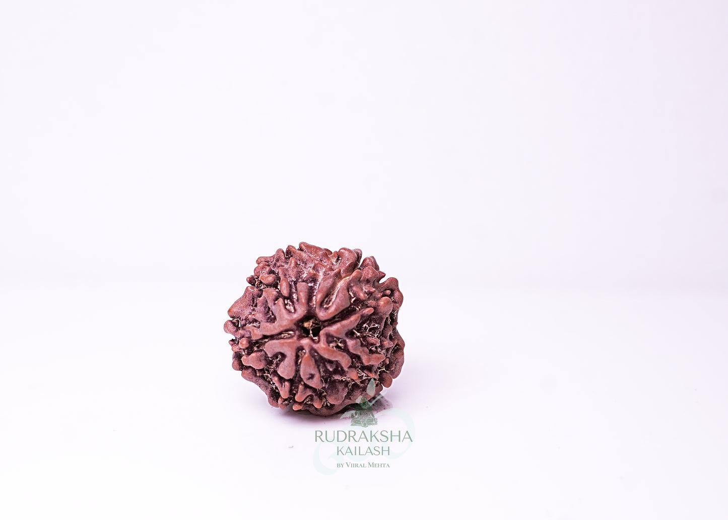 1 Mukhi Nepali Rudraksha - 0107