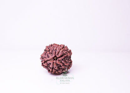 1 Mukhi Nepali Rudraksha - 0107