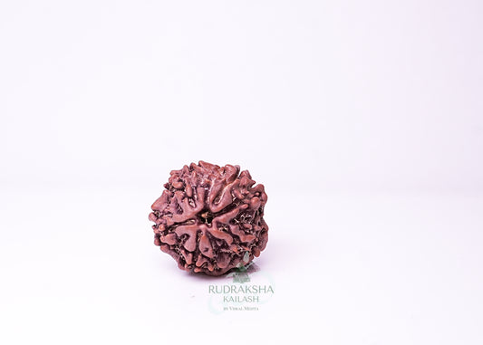 1 Mukhi Nepali Rudraksha - 0107