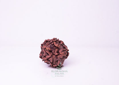 1 Mukhi Nepali Rudraksha - 0107