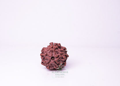 1 Mukhi Nepali Rudraksha - 0108