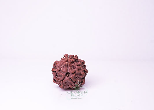 1 Mukhi Nepali Rudraksha - 0108