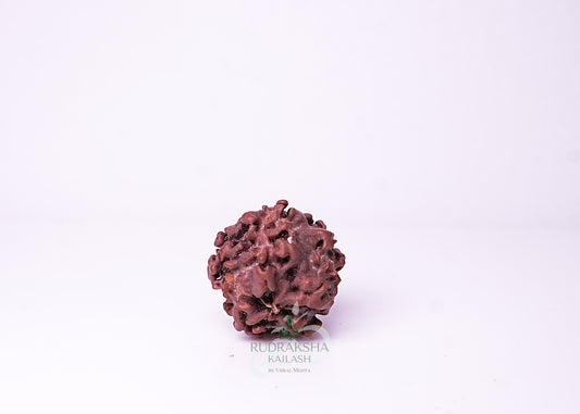 1 Mukhi Nepali Rudraksha - 0108