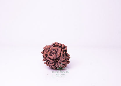 1 Mukhi Nepali Rudraksha - 0109
