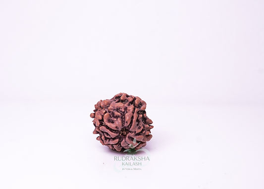 1 Mukhi Nepali Rudraksha - 0109