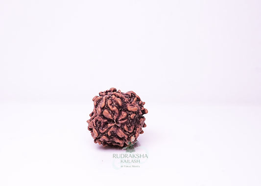 1 Mukhi Nepali Rudraksha - 0109