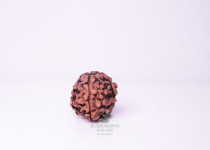 1 Mukhi Nepali Rudraksha - 0109