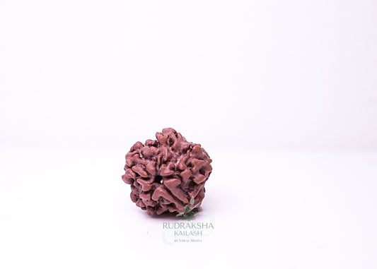 1 Mukhi Nepali Rudraksha - 0110