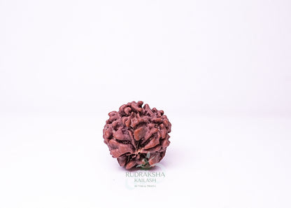 1 Mukhi Nepali Rudraksha - 0110