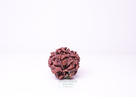 1 Mukhi Nepali Rudraksha - 0110