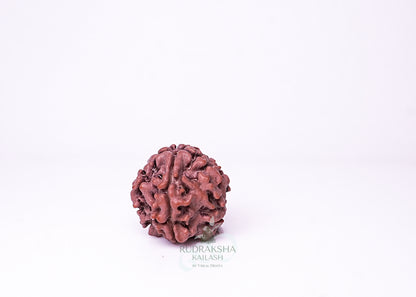1 Mukhi Nepali Rudraksha - 0110