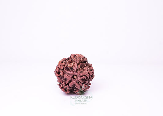1 Mukhi Nepali Rudraksha - 0111