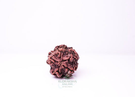 1 Mukhi Nepali Rudraksha - 0111