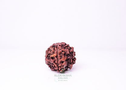 1 Mukhi Nepali Rudraksha - 0111