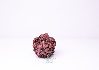 1 Mukhi Nepali Rudraksha - 0112