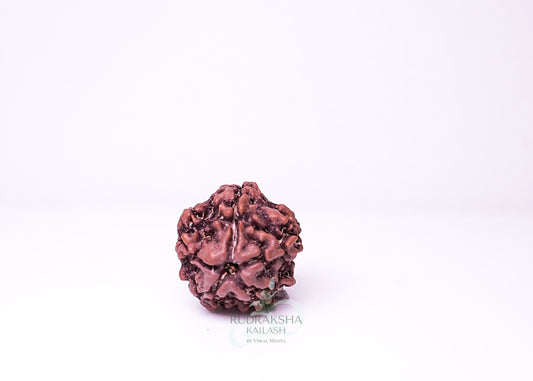 1 Mukhi Nepali Rudraksha - 0112