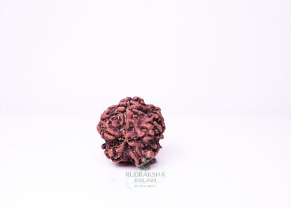 1 Mukhi Nepali Rudraksha - 0112