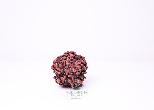 1 Mukhi Nepali Rudraksha - 0112