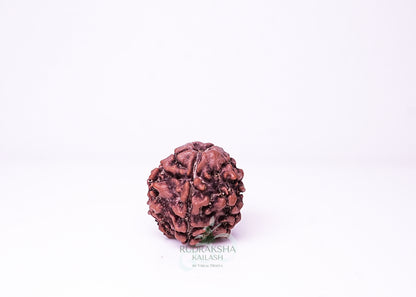 1 Mukhi Nepali Rudraksha - 0112