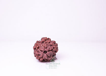 1 Mukhi Nepali Rudraksha - 0113