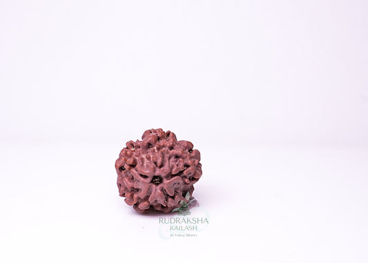 1 Mukhi Nepali Rudraksha - 0113