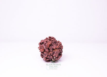 1 Mukhi Nepali Rudraksha - 0113